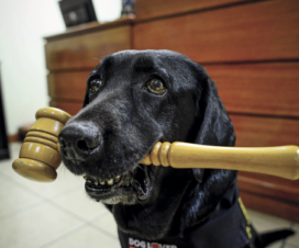 Perro de asistencia judicial con un martillo de juez en el hocico - Fuente: Fundación Ciudad del Niño