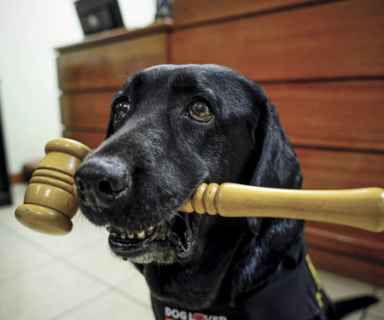 Perro de asistencia judicial con un martillo de juez en el hocico - Fuente: Fundación Ciudad del Niño